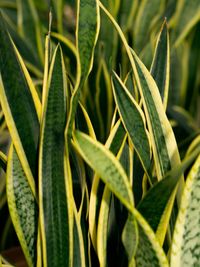 Close-up of fresh green leaves