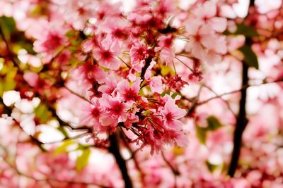 Low angle view of pink flowers