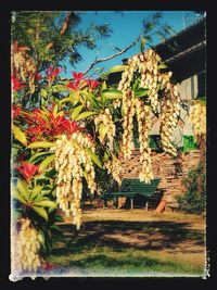 Flowers on tree against building