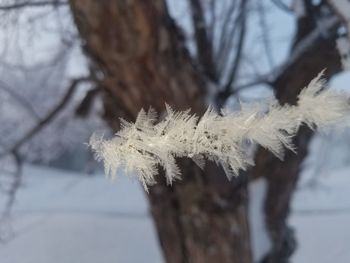 Close-up of frozen plant during winter