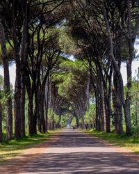 Road amidst trees in forest