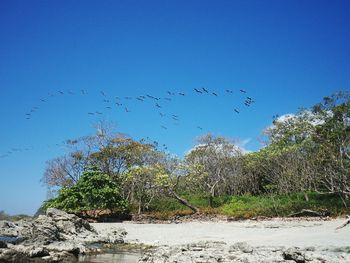 Birds flying in the sky