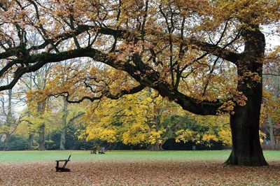 Trees in park during autumn