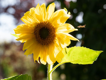 Close-up of yellow sunflower