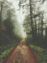 Trees in forest against sky