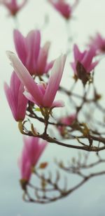 Close-up of pink cherry blossom