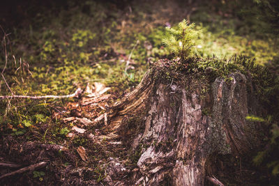 Close-up of tree trunk