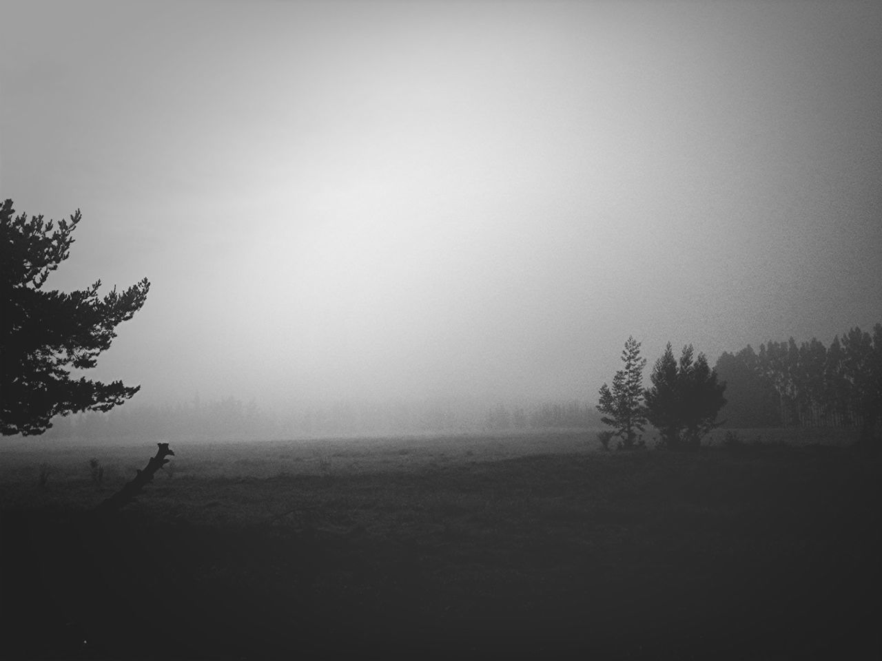 fog, tranquil scene, tranquility, foggy, landscape, copy space, tree, scenics, field, beauty in nature, nature, silhouette, sky, weather, growth, non-urban scene, idyllic, remote, outdoors