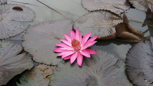 Pink lotus flower, beautiful lotus found in indonesia.