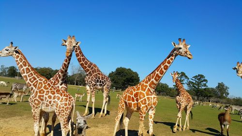 Giraffes on field against clear sky