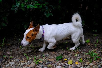White dog standing on field