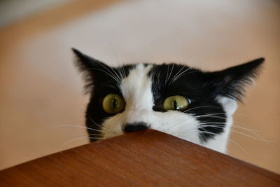 Close-up portrait of a cat