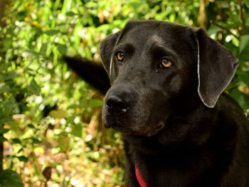 Close-up portrait of black dog