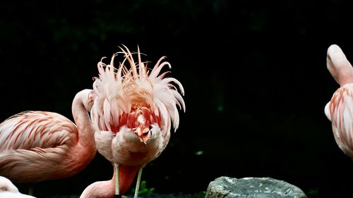 Close-up of a wonderful flamingo