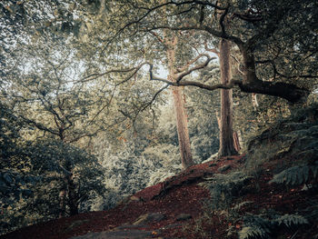 Trees in forest