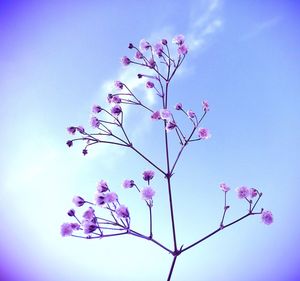Low angle view of pink flowers blooming against sky