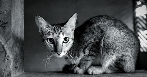 Close-up portrait of cat