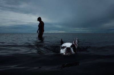 Full length of dog on beach against sky