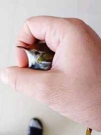 Close-up of a hand holding bird