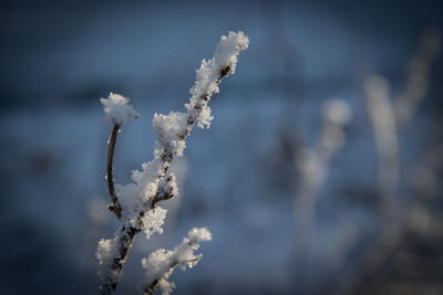 Close-up of frozen branch against sky