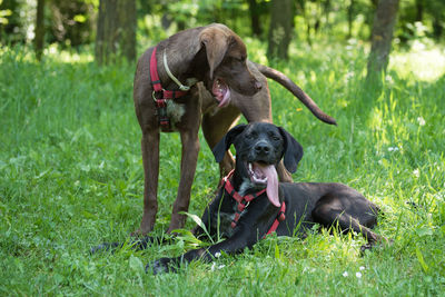 Dog in a field