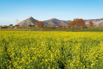 View of oilseed rape field against clear sky