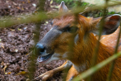 Close-up of deer