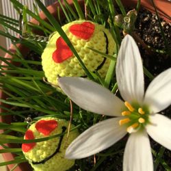 Close-up of white flowering plants