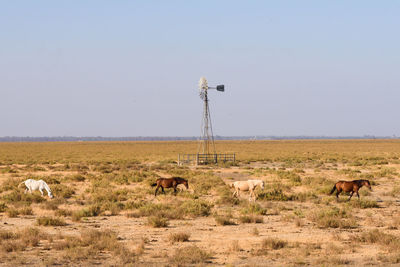 Spanish horses in a far west space 