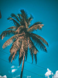 Low angle view of palm tree against blue sky