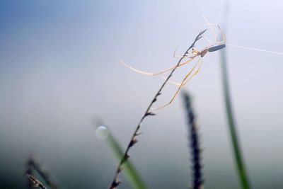 Close-up of insect against sky
