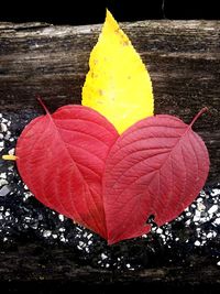 Close-up of red maple leaves on plant