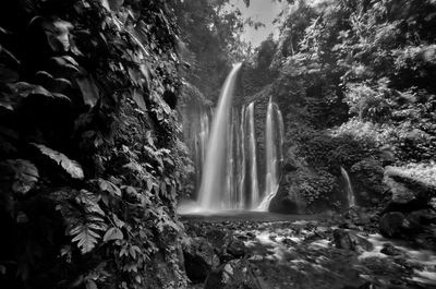 Scenic view of waterfall in forest