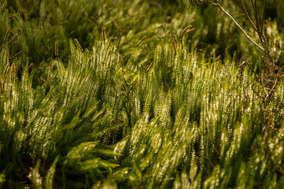 Close-up of pine tree