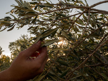 Close-up of hand holding tree against sky