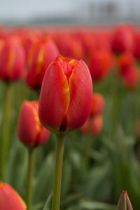 Close-up of red tulip