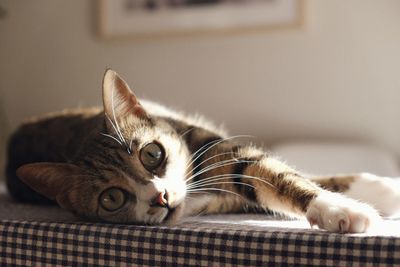 Portrait of a cat lying down
