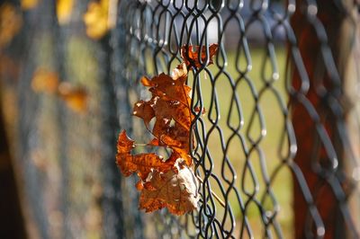 Close-up of orange leaves on chainlink fence