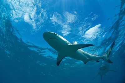 Fish swimming in sea