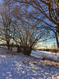 Bare trees on snow covered landscape