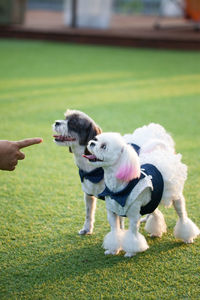 View of a dog