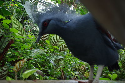 Black bird perching on a tree