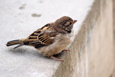 Close-up of bird perching outdoors