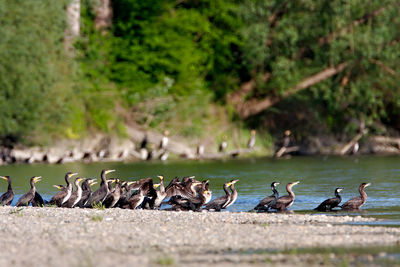 Birds perching on ground