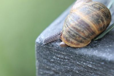 Close-up of snail on leaf