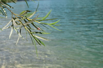 Close-up of plant in lake
