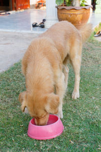 High angle view of dog on field