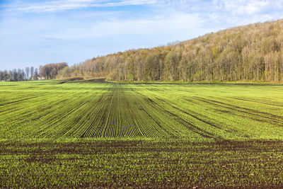 Scenic view of agricultural field against sky