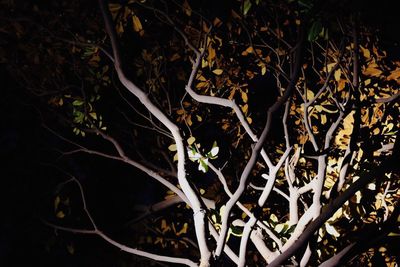 Close-up of plants at night