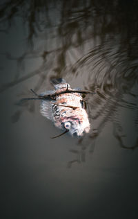 High angle view of dead fish in lake